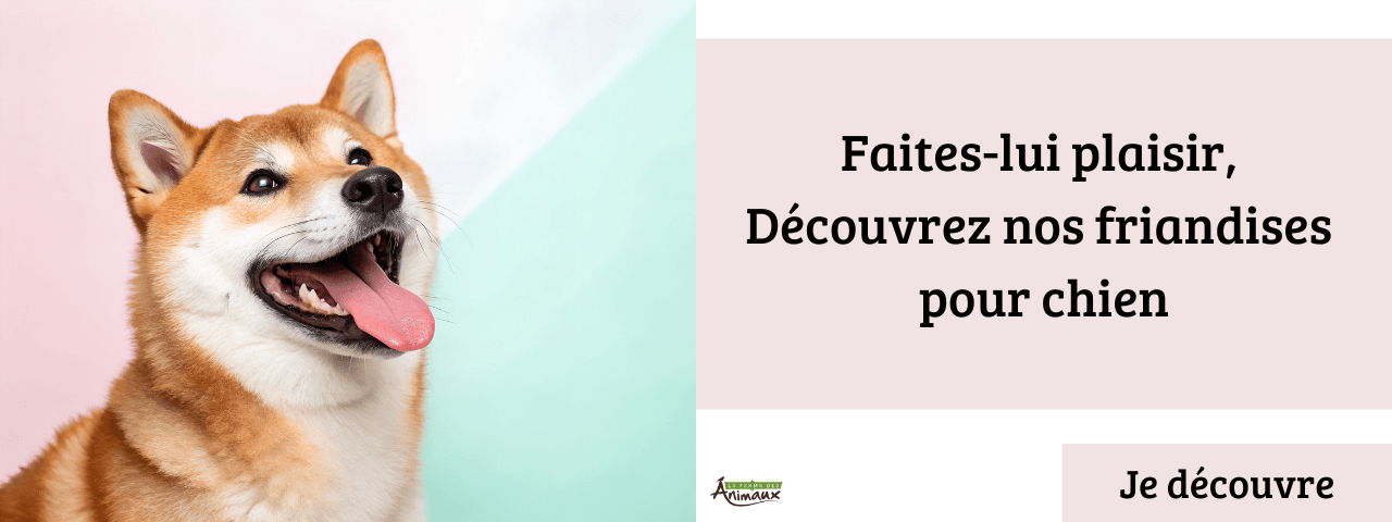 Friandise pour chien