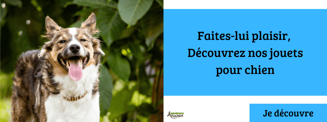 Jouet pour chien