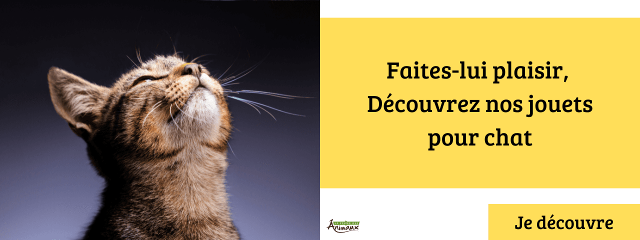 Jouets pour chat