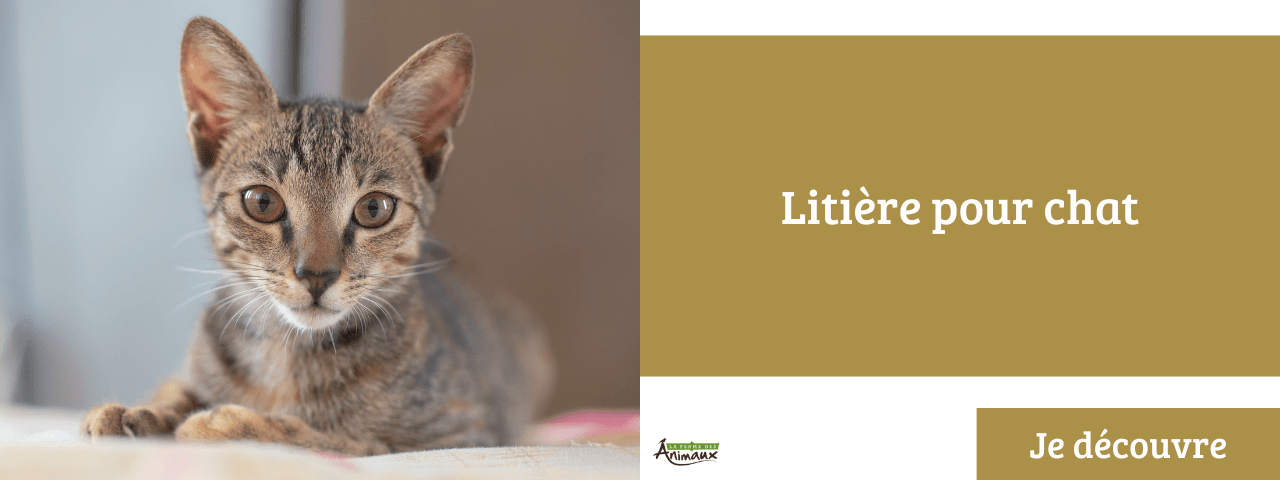 Litière pour chat