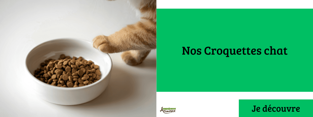 Croquettes chat