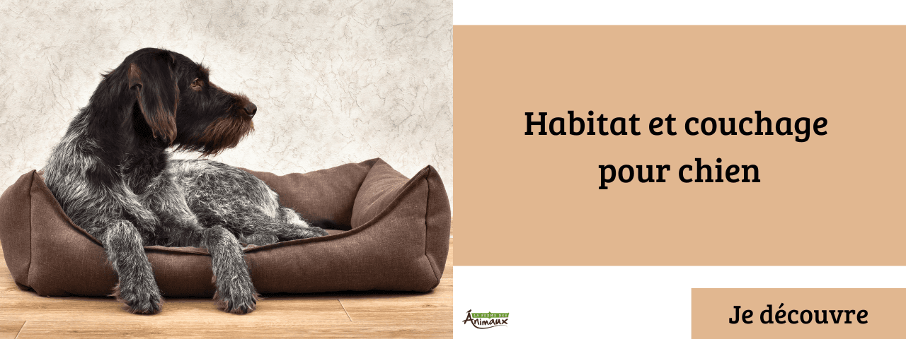 Habitat et couchage pour chien