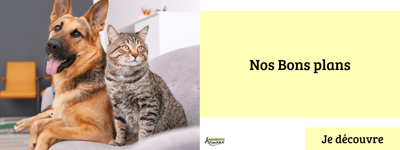 Nos Bons Plans chien chat