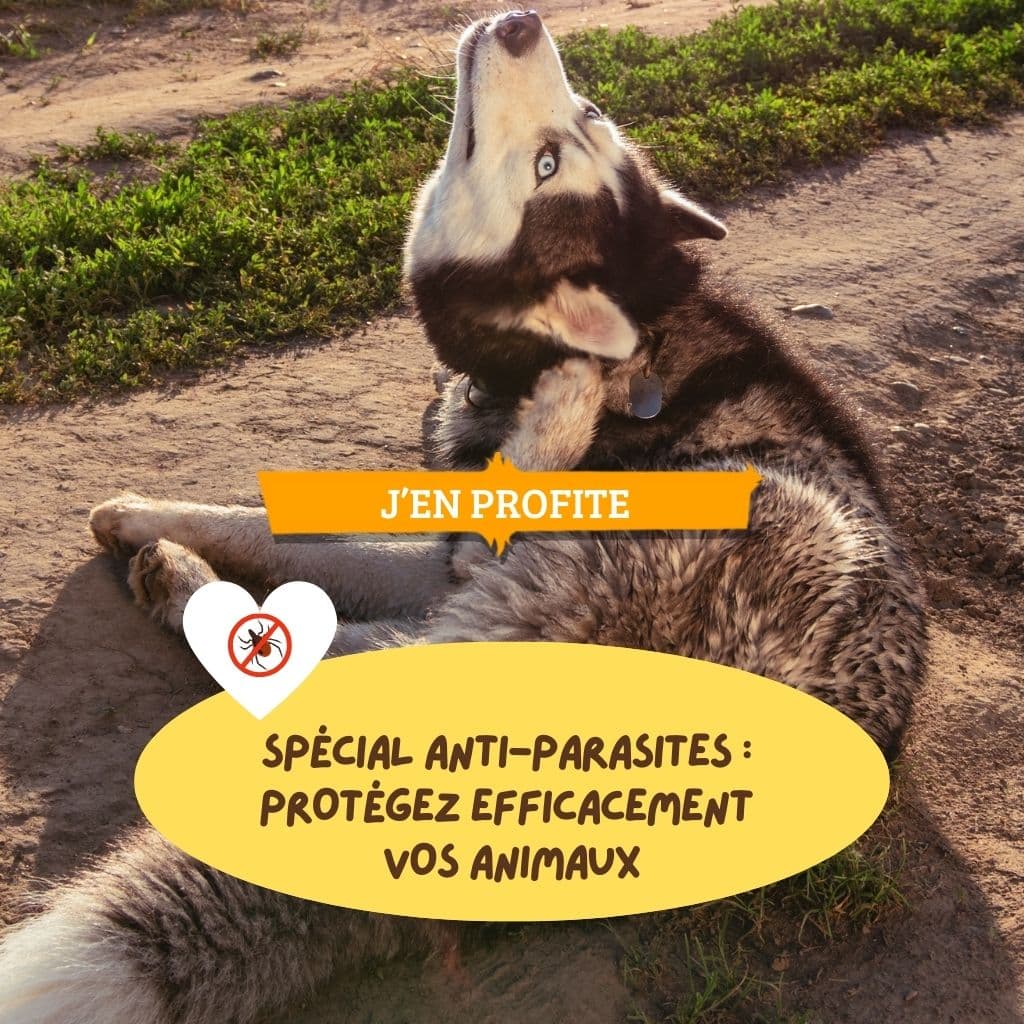 Mois Spécial Anti-Parasites : Protégez efficacement vos animaux
