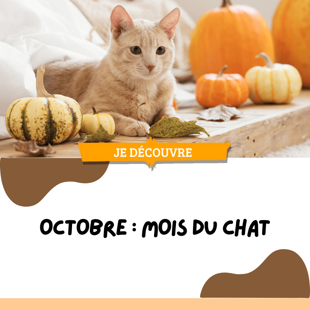 Octobre : Mois du chat