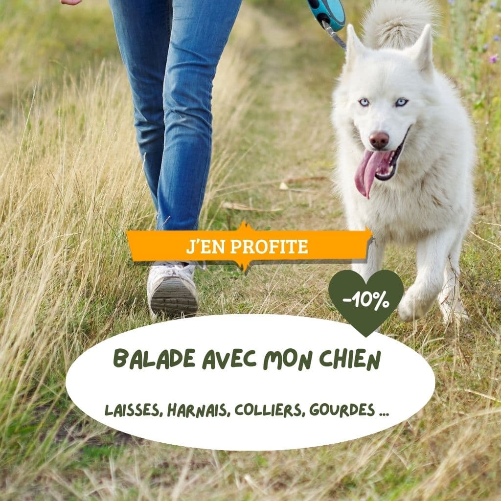 Balade avec mon chien  laisses, harnais, colliers, gourdes ...