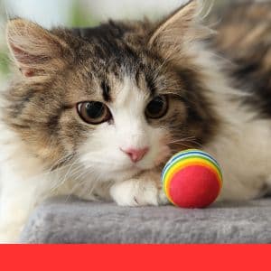 Quel est le meilleur jouet pour chat ?