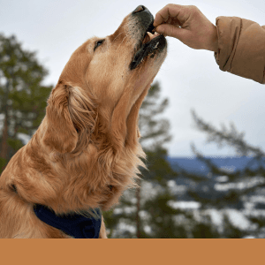 Friandise au collagène pour chien : pourquoi votre chien va l'adorer (et vous aussi)