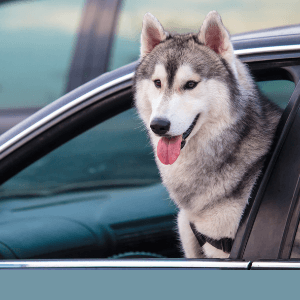 Comment bien transporter mon chien en voiture en toute sécurité ?