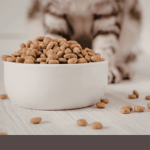 Comparatif des croquettes chat stérilisé