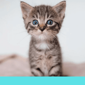 Mon chat ne veut plus manger ses croquettes, que faire ?