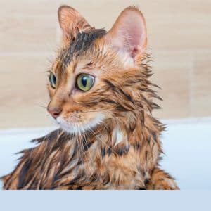 Comment laver un chat ?