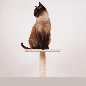 Comment choisir un arbre à chat pour un petit appartement ?