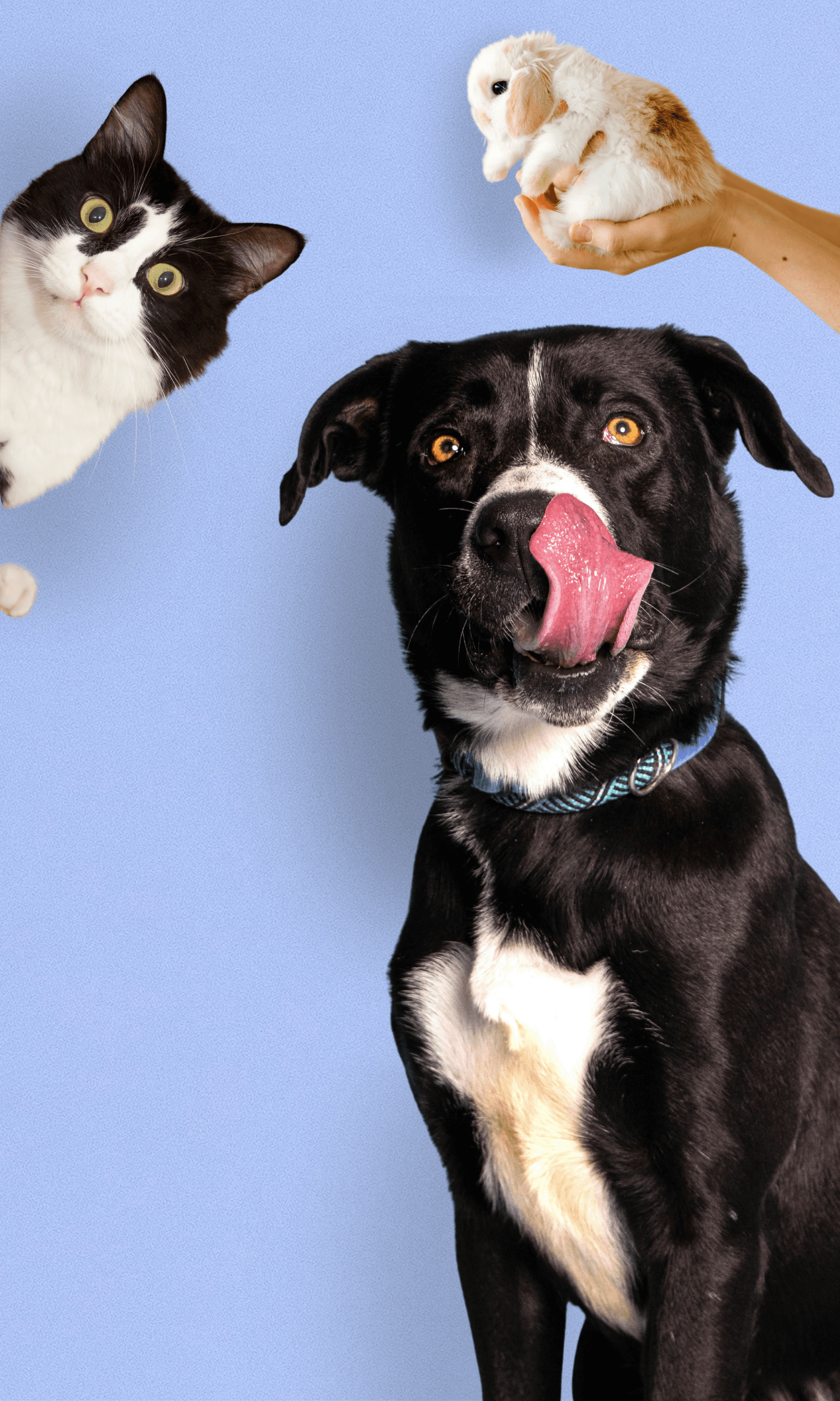 La Ferme des Animaux