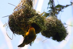 La construction du nid chez l'oiseau