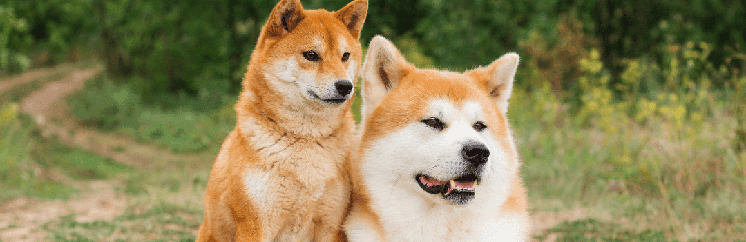 Chien japonais : tout savoir pour bien choisir sa race