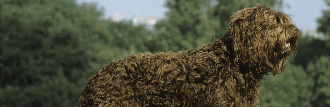 Barbet : tout savoir sur ce chien d'eau affectueux et frisé