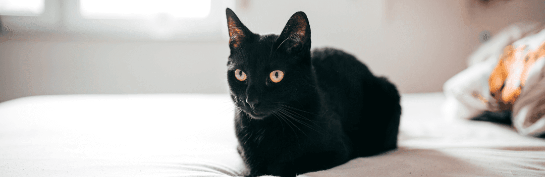 Bombay : tout savoir sur cette fascinante panthère noire miniature