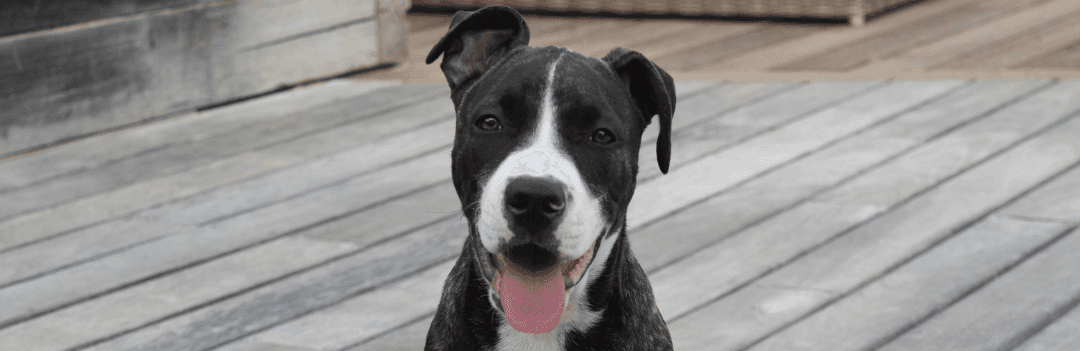 L'American staffordshire