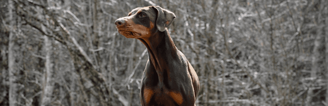 Dobermann : caractère, besoins et mode de vie