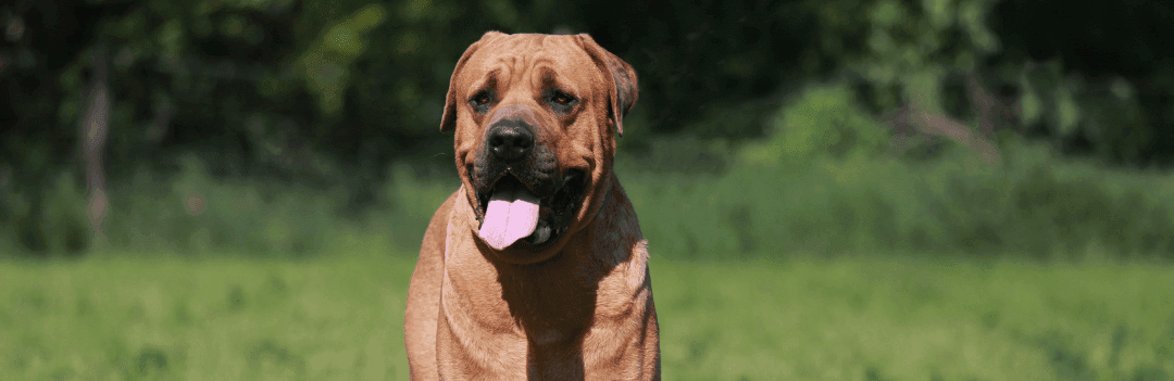 Le tosa inu : guide complet sur ce mastiff japonais au grand cœur