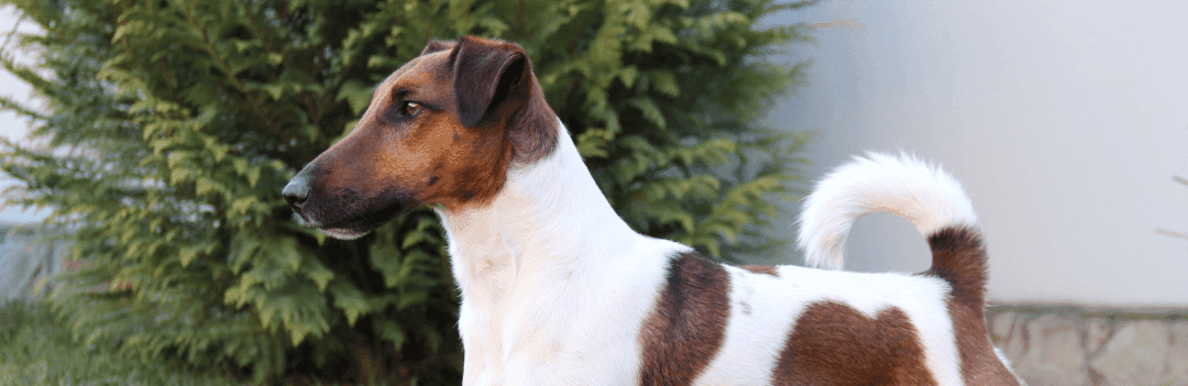 Fox Terrier à poil lisse : caractère, éducation, santé et entretien