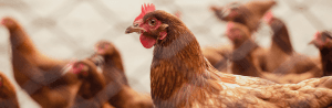 Poux rouge : traitement des poules