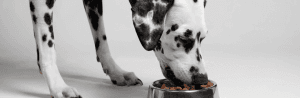Comment choisir un complément alimentaire pour son chien ?