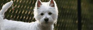 Le Westie ou West Highland White Terrier