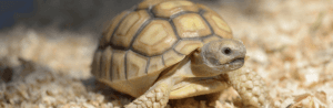Comment choisir un enclos pour une tortue de terre ?