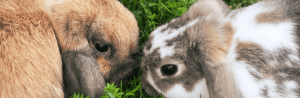 Rongeur ou lapin malade : comment le savoir ?