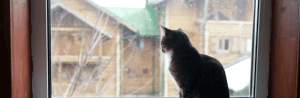 Comment empêcher un chat de sortir par la fenêtre ?