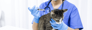 La vaccination du chat