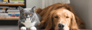 Croquettes ou Pâtée : comment bien nourrir votre chien ou votre chat ?