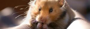 Mon hamster entre en hibernation - Que faire ?