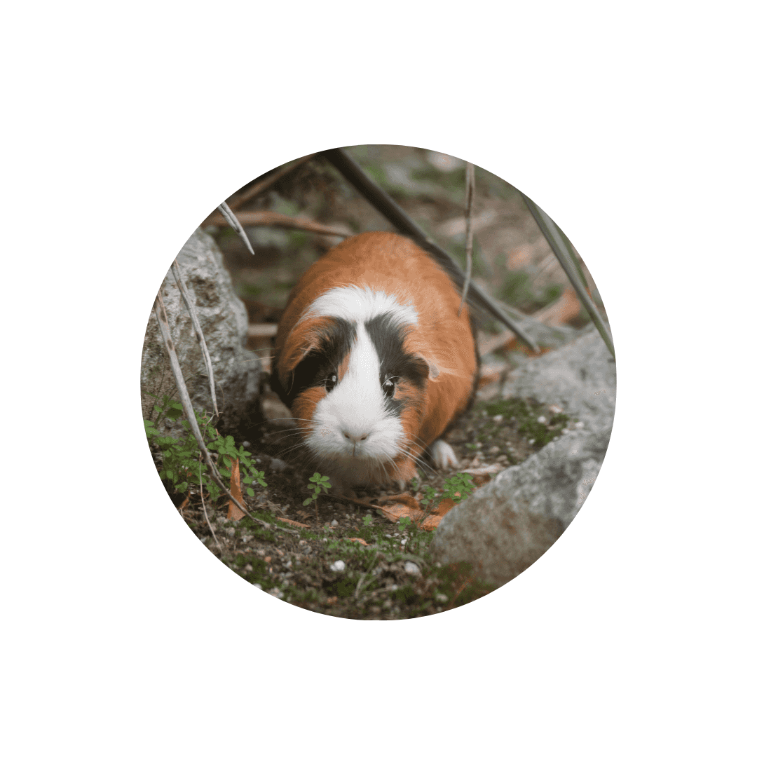 Enclos et cages cochon d’inde et cobaye