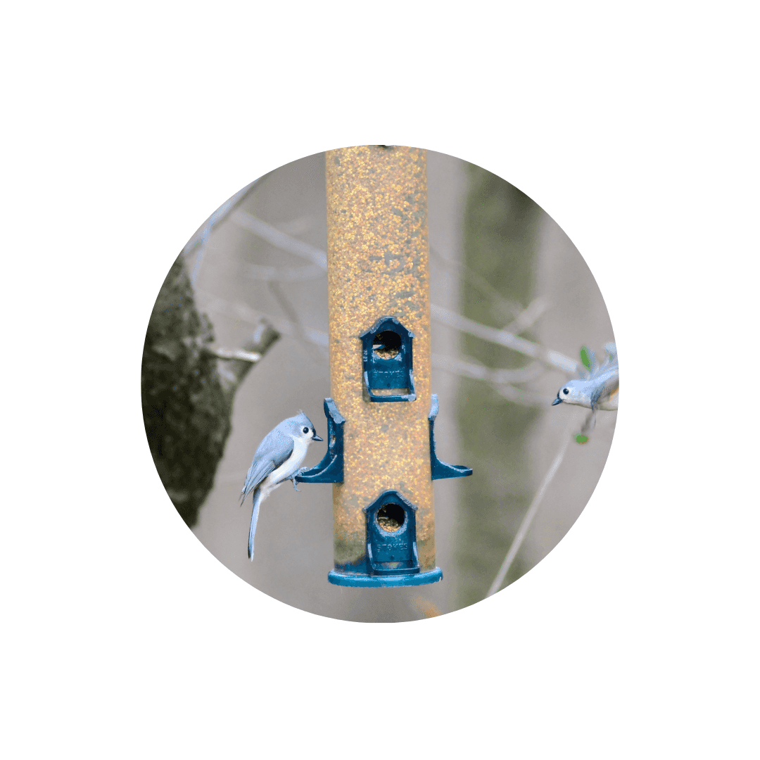 Mangeoires pour oiseaux