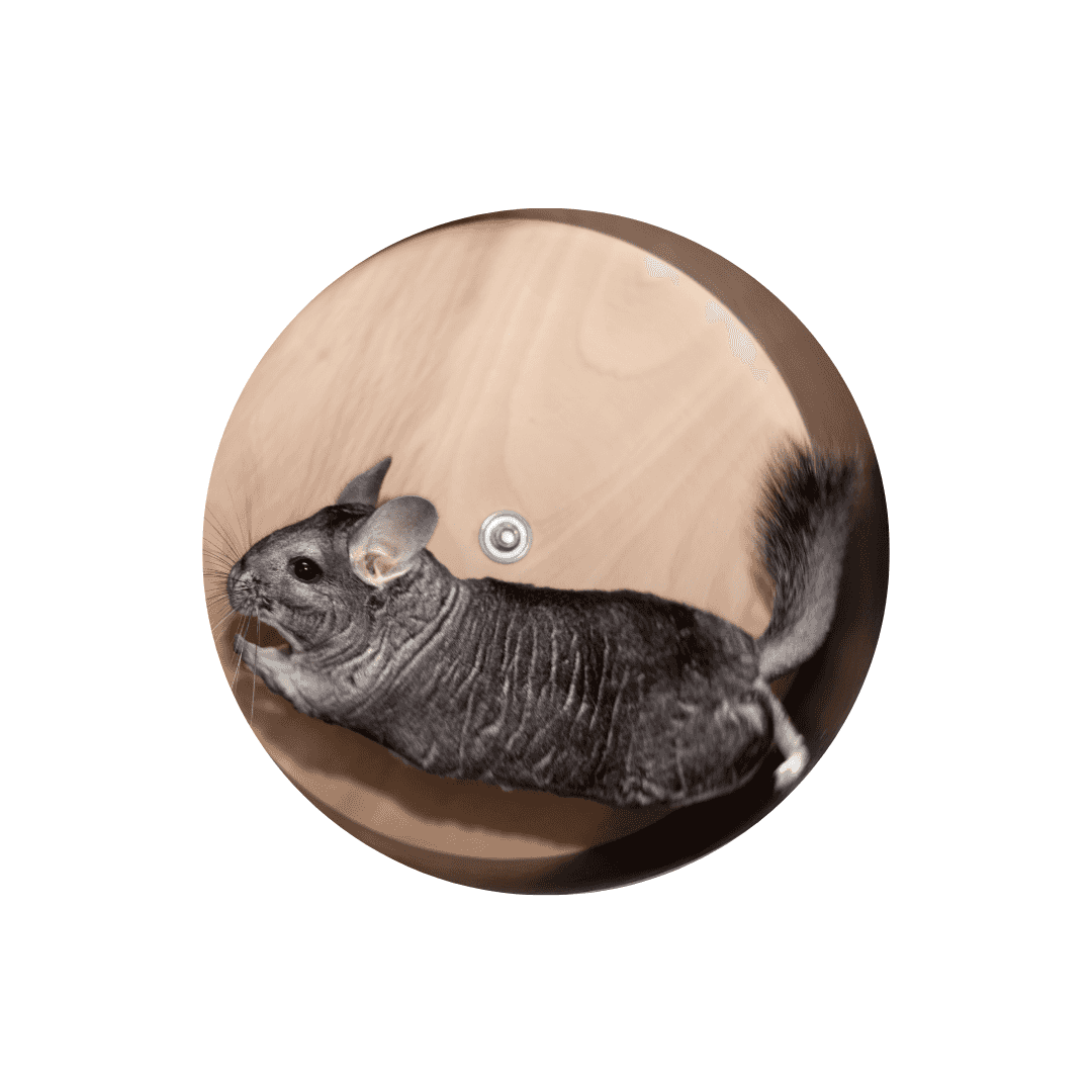 Niches pour chinchilla