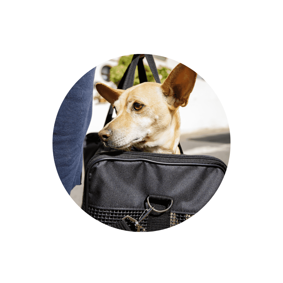 Sacs de transport pour chien