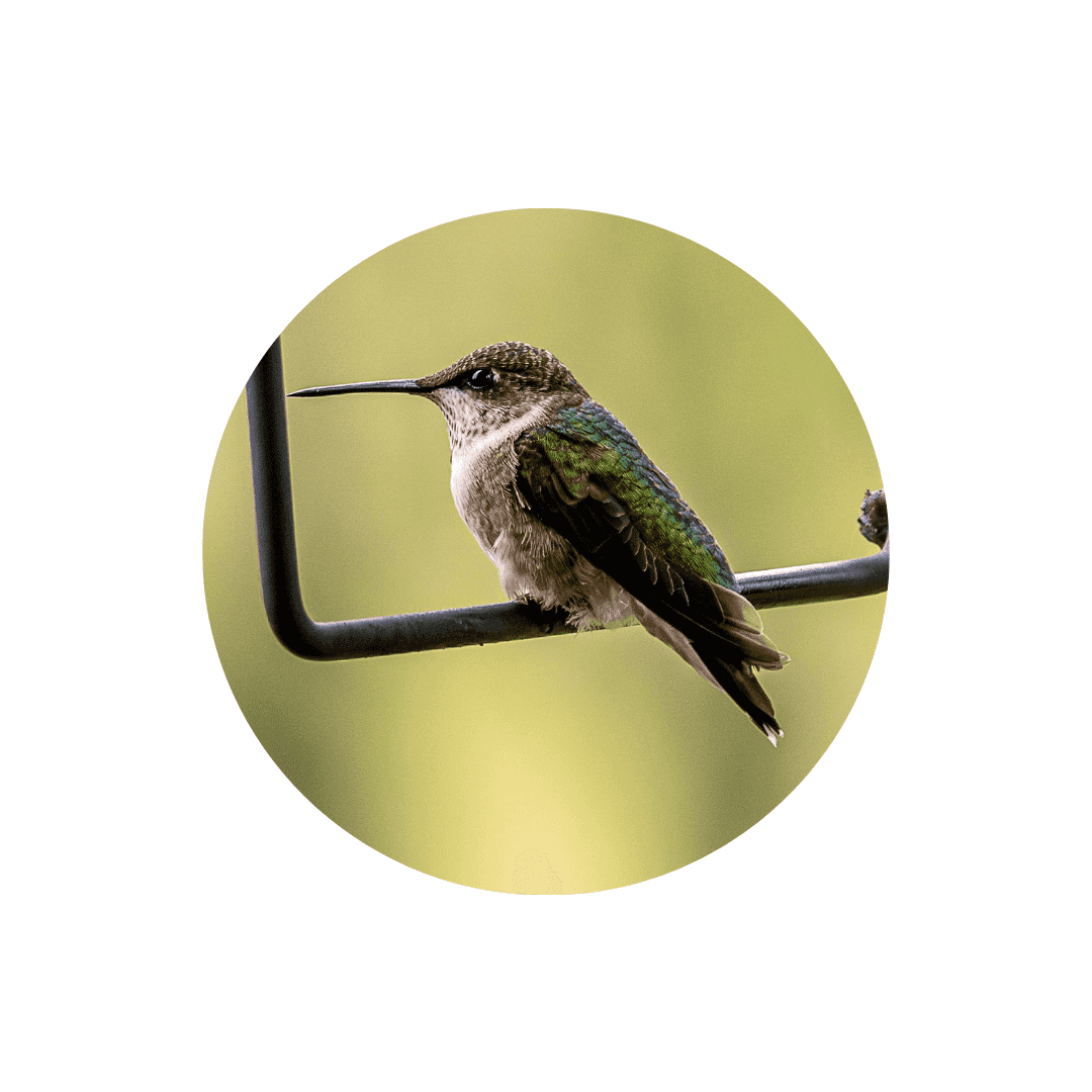 Balançoires et suspensions pour oiseaux