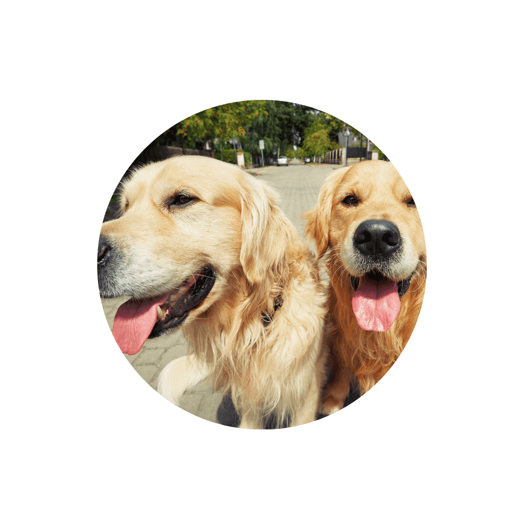 Laisses doubles pour chien