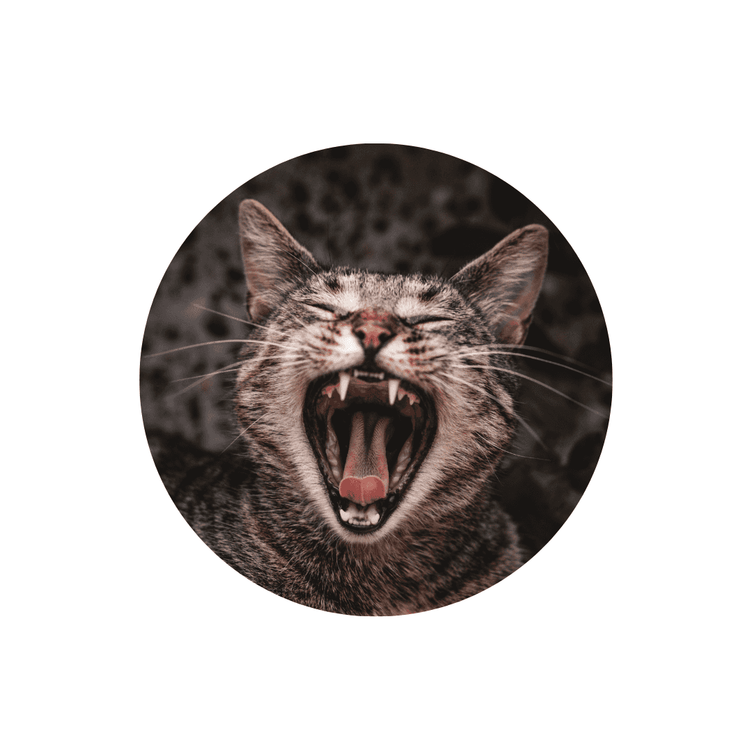 Hygiène dentaire du chat