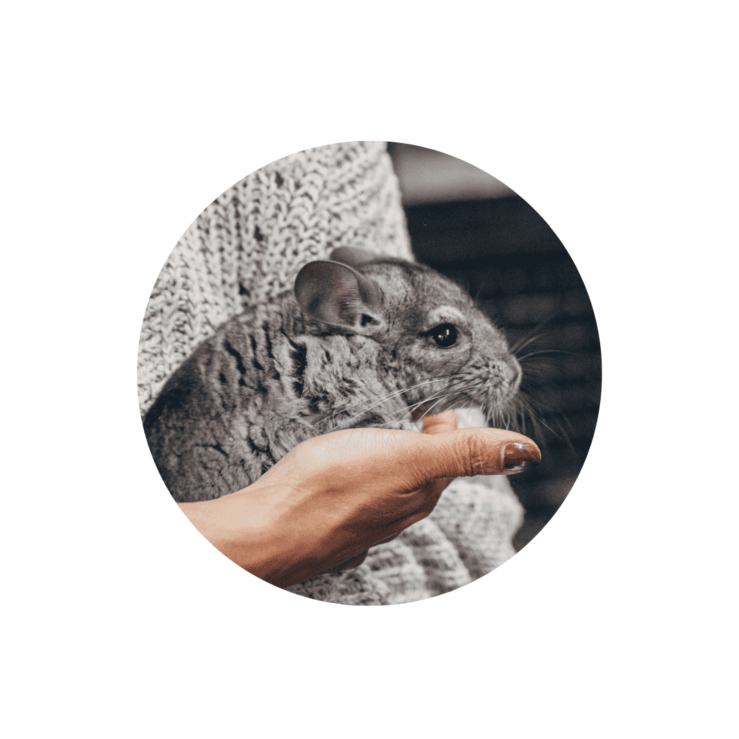 Hygiène et soins du chinchilla