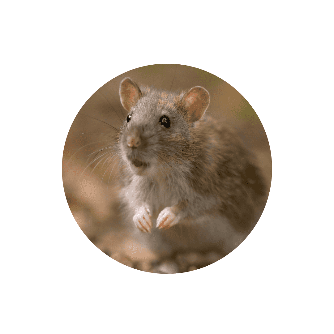 Soins et hygiène du rat