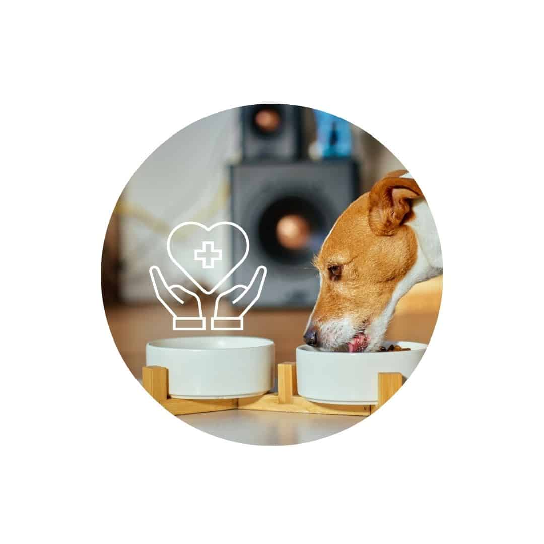 Pâtées vétérinaires pour chien