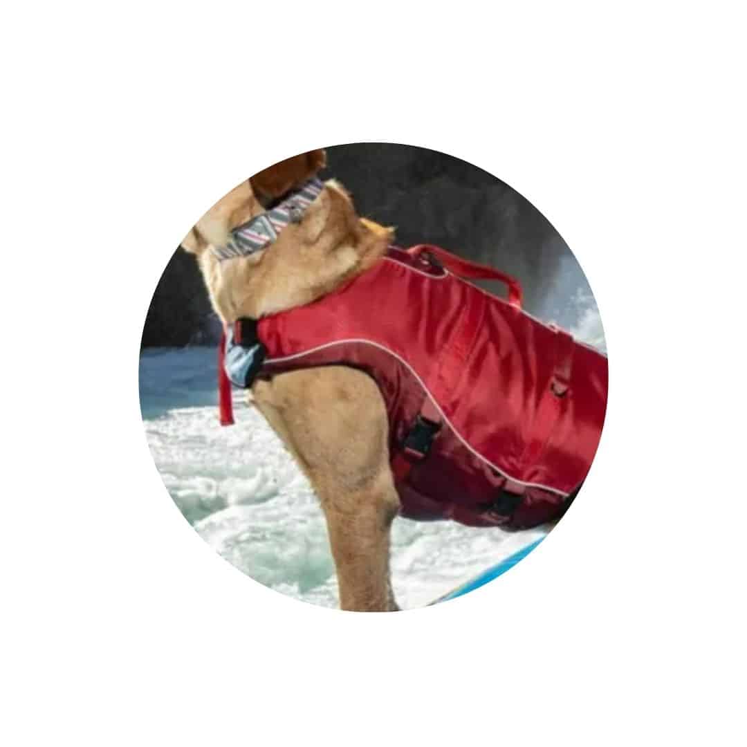 Vestes de sécurité pour chien