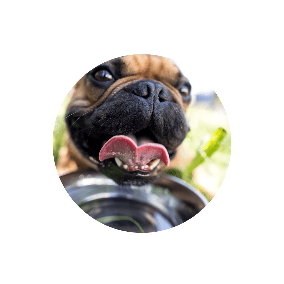 Ecuelles de voyage pour chien