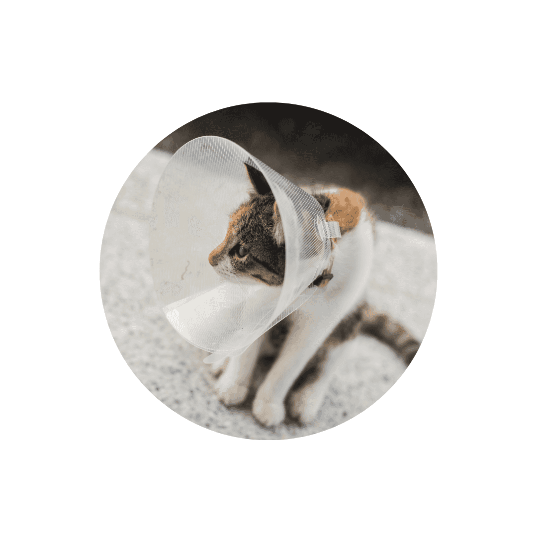 Collerettes pour chat