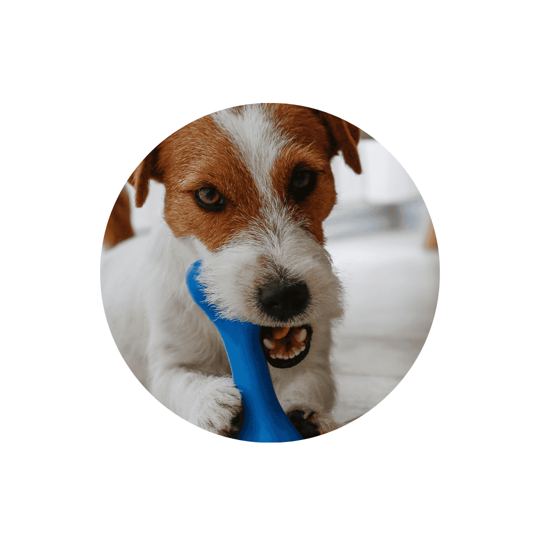 Jouets à mâcher pour chien