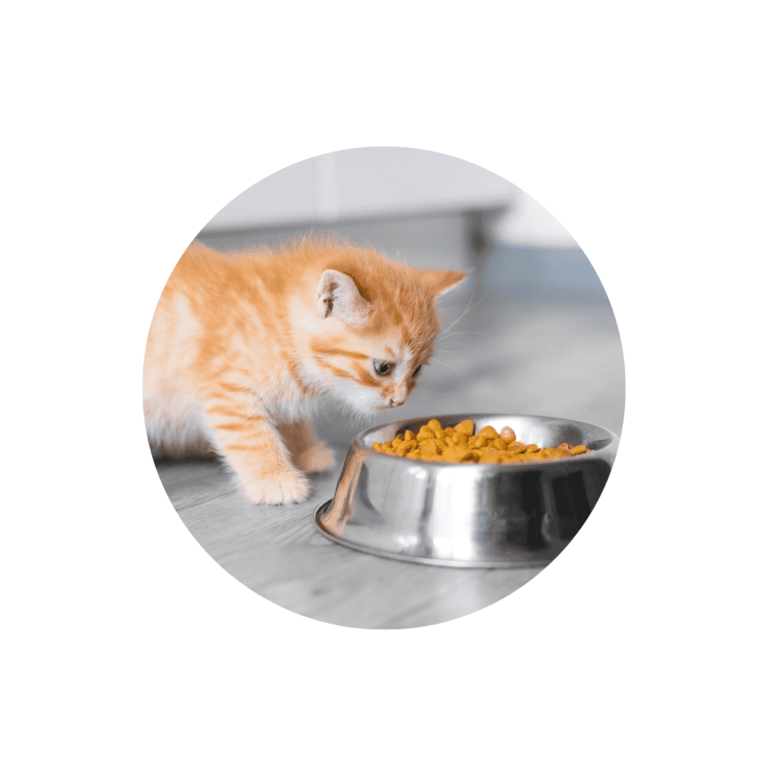 Gamelles pour chaton